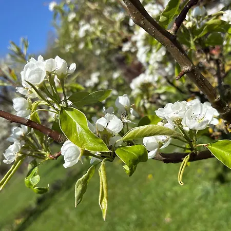 Haltestelle Birnbaum *